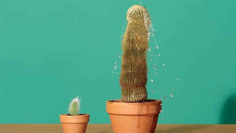 A pair of phallic cacti, one dwarfing the other in size